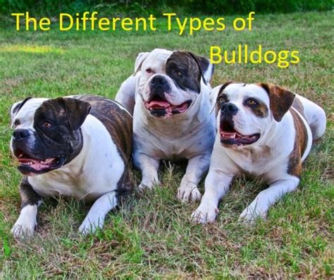 what are deg similar to english
